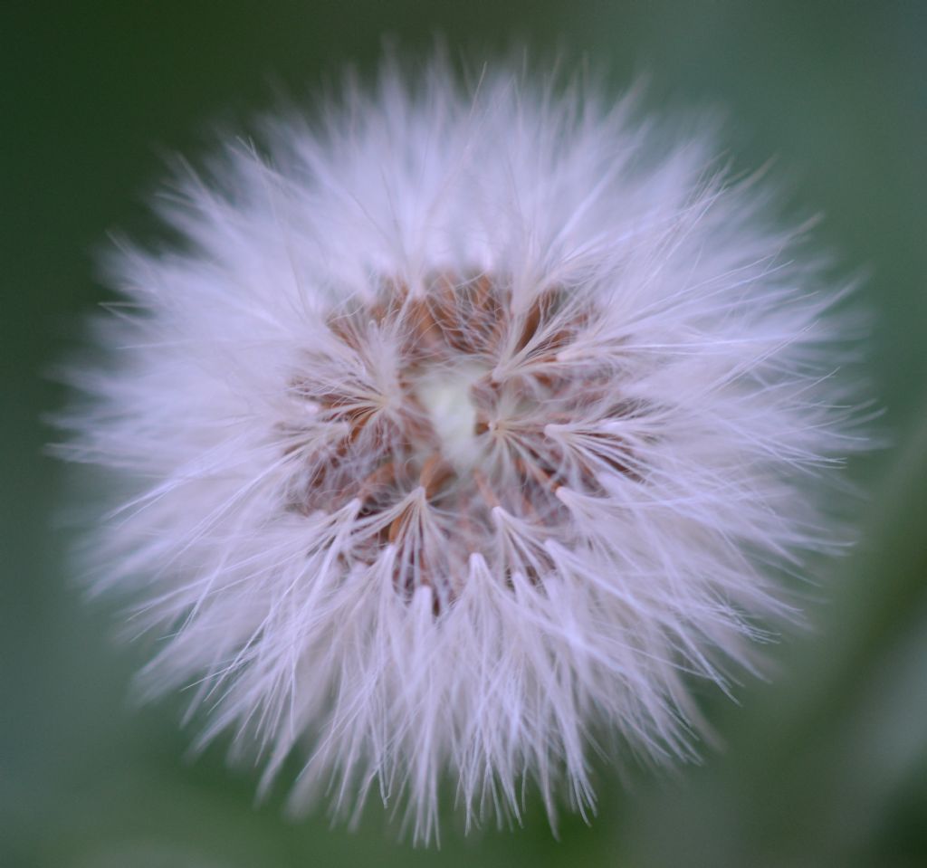 Sonchus oleraceus / Grespino comune